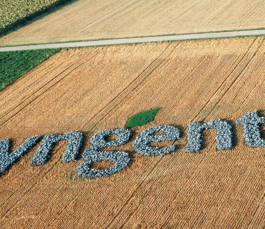 piantagione di Syngenta